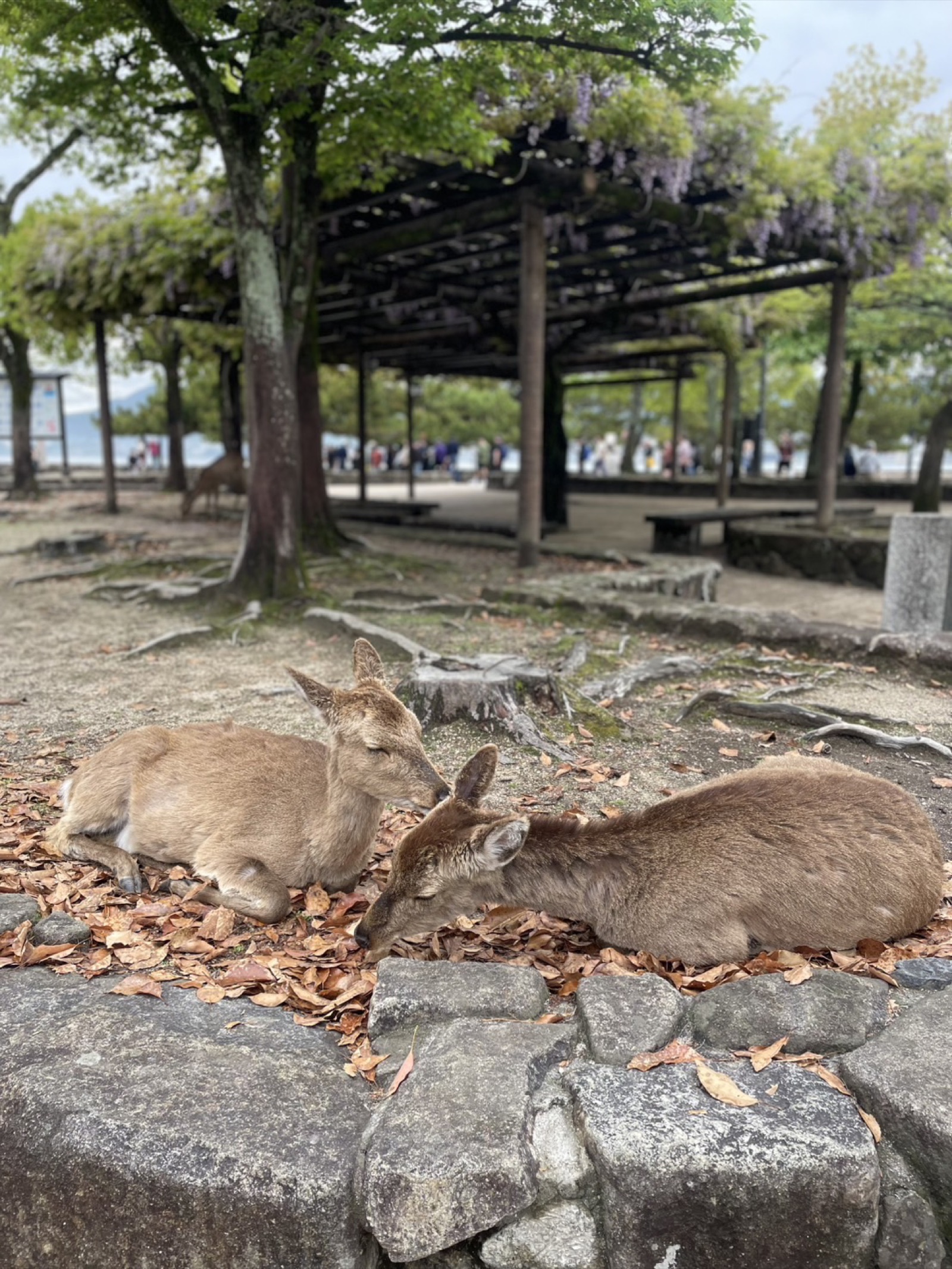 Deer at Miyajima shrine in early morning light with traditional wooden architecture
