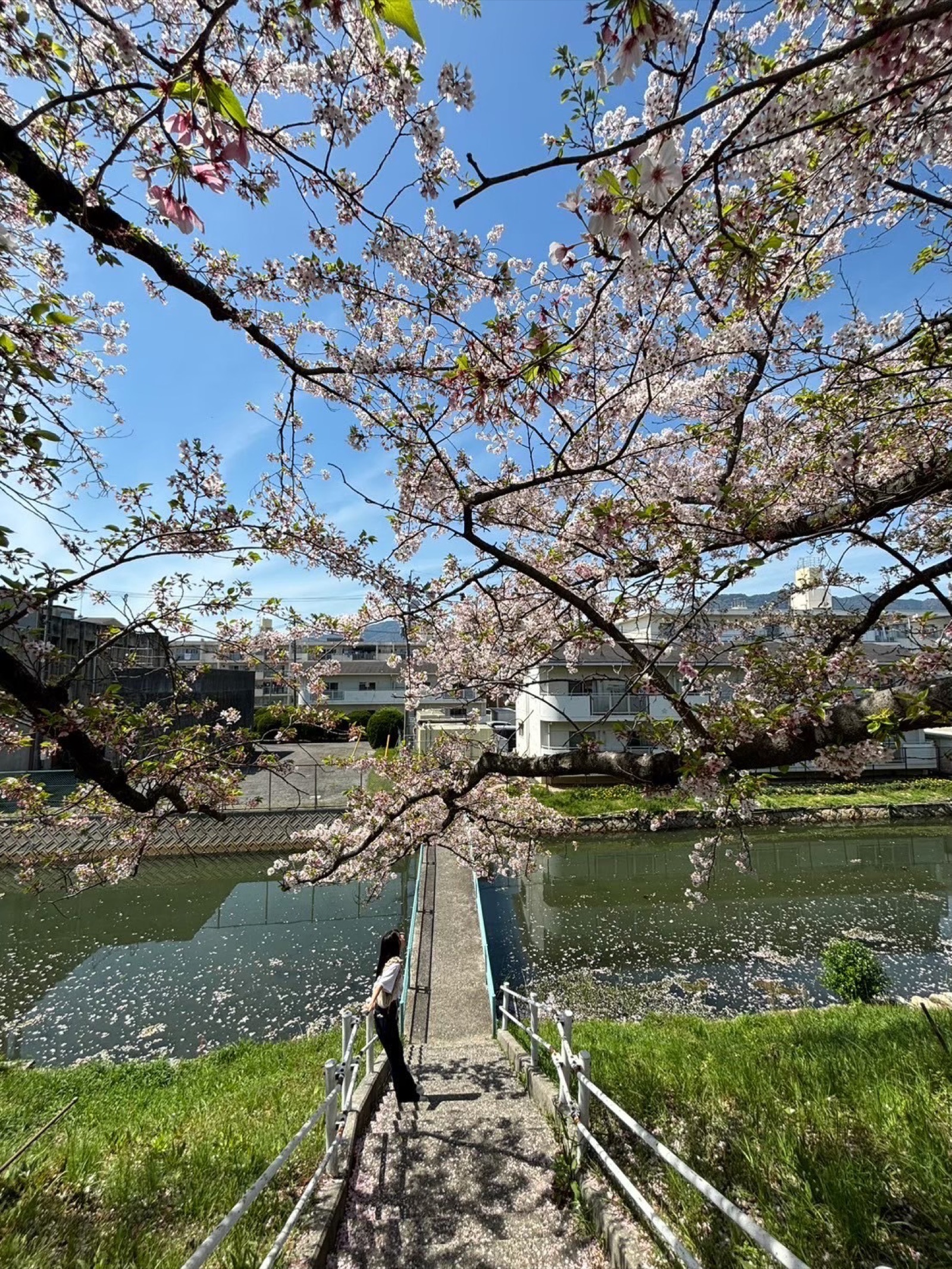 Shukkeien Garden Hiroshima: A June Visit Guide